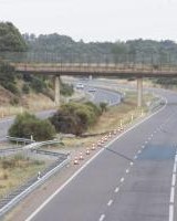 太阳报：若塔车祸地点常有野生动物出没，这可能是导致事故的原因